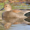 Gadwall